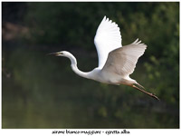 immagine 02 di 13